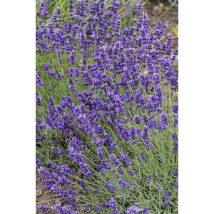 Levanda tikroji 'Hidcote'