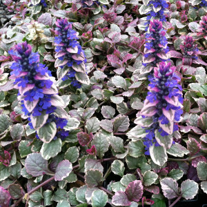 Šliaužiančioji vaisgina 'Burgundy Glow'