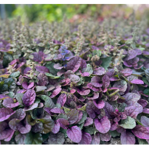 Šliaužiančioji vaisgina 'Burgundy Glow'