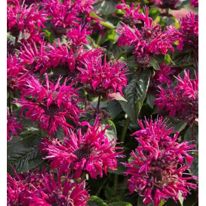 Monarda 'Bee-True'