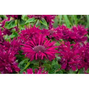 Monarda 'Bee-True'