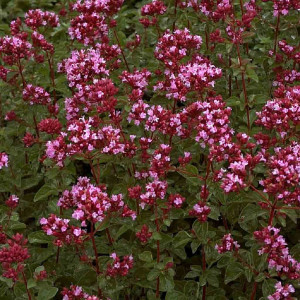 Raudonėlis 'Rosenkuppel'