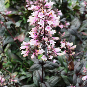 Penstemonas 'Dark Towers'