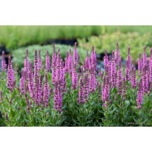 Šalavijas gojinis 'Pink Rianne'