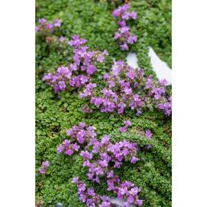 Ankstyvasis čiobrelis 'Minor'
