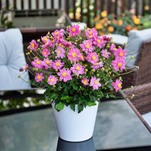 Plukė 'Little Breeze Sweet'