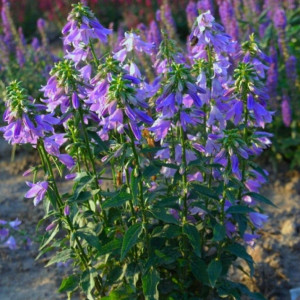 Katilėlis 'Gaudi Violet'