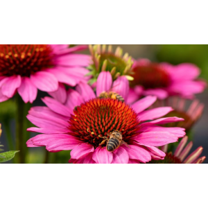 Ežiuolė rausvažiedė 'SunMagic Vintage Pink'