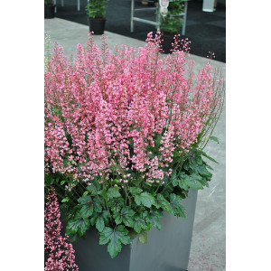 Heucherelė 'Pink Revolution'