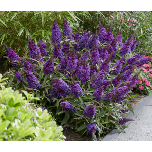 Budlėja 'Butterfly Candy Little Purple'
