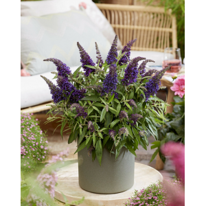 Budlėja 'Butterfly Candy Little Purple'