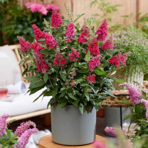 Budlėja 'Butterfly Candy Little Ruby'