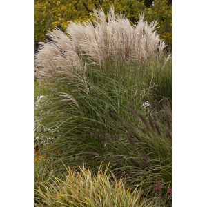 Miskantas 'Graciella'