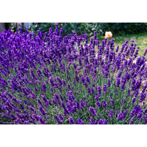 Levanda tikroji 'Dwarf Blue'