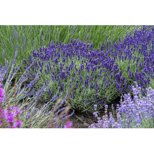 Levanda tikroji 'Hidcote Blue'
