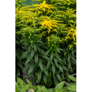 Rykštenė ' Golden Dwarf'