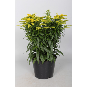 Rykštenė ' Golden Dwarf'