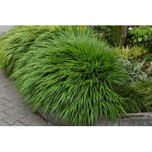 Hakonė didžioji 'Greenhills'