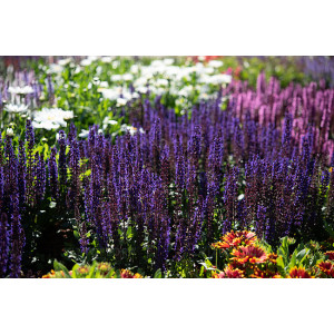 Šalavijas gojinis 'Midnight Purple'