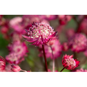 Astrancija didžioji 'Astra Red'