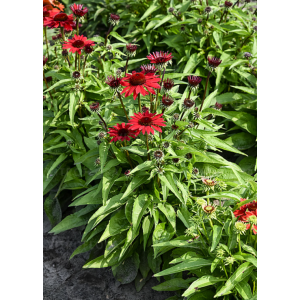 Ežiuolė ' Pearl Deep Red'