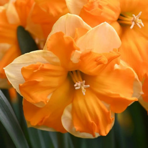 Skeltakarūnis narcizas "Outright Orange", 5 vnt.