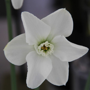 Narcizas "Arctic Gem", 3 vnt.