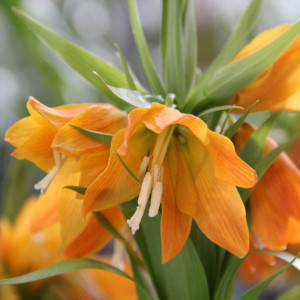 Ankstyva margutė eduardii „Sunrise”, 5 vnt.