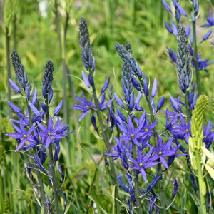 Kamasija leichtlinii „Maybelle”, 5 vnt.