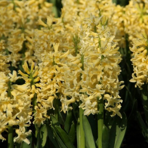 Hiacintas „Yellow Queen”, 5 vnt.