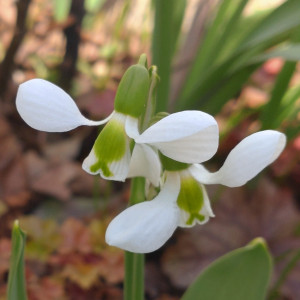 Snieguolės „Beluga” 20 vnt.
