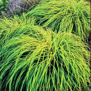 Soruolė Sol