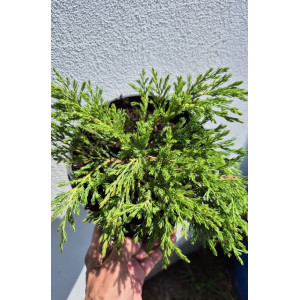 Kadagys gulsčiasis Andora Compact