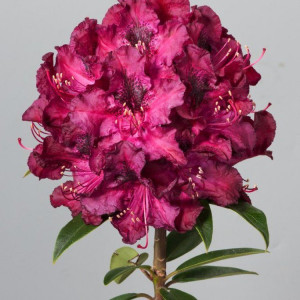 Rododendras 'Marie Forte'