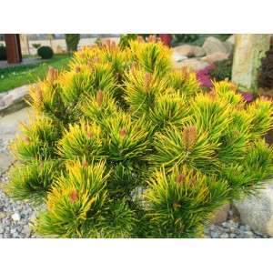 Kalninė pušis 'Winter gold' (10 litrų)