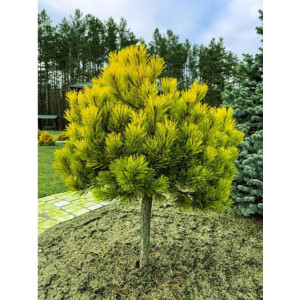 Skiepyta kalninė pušis 'Winter gold' PA35