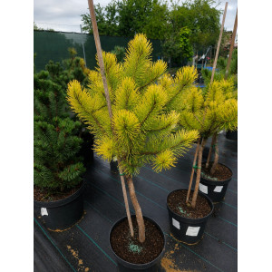 Skiepyta kalninė pušis 'Winter gold' PA35