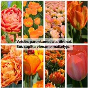 Oranžinių tulpių derinys, 50 vnt.