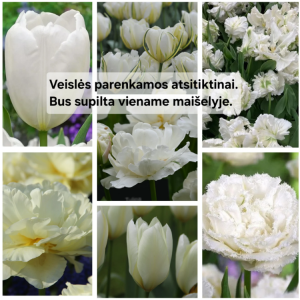 Baltų tulpių derinys, 50 vnt.