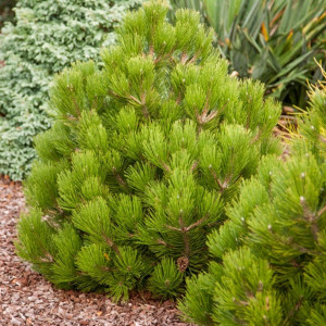 Baltažievė pušis 'Compact gem' (3 litrai)