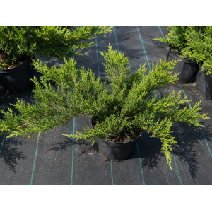 Kazokinis kadagys 'Tamariscifolia'