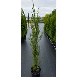 Uolinis kadagys 'Skyrocket'