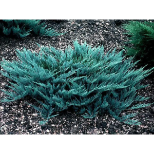 Horizontalusis kadagys 'Blue Chip'