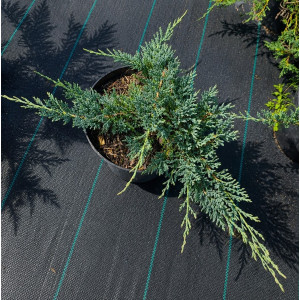 Horizontalusis kadagys 'Blue Chip'