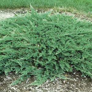 Horizontalusis kadagys 'Prince of Wales'