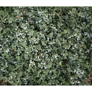 Horizontalusis kadagys 'Wiltonii'