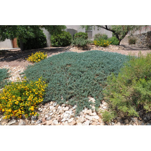 Horizontalusis kadagys 'Wiltonii'
