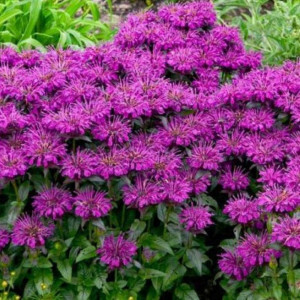 MONARDA Sugar Buzz™ Grape Gumball