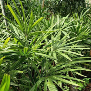 Aukštoji rapipalmė 110cm