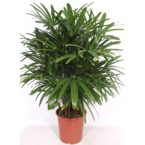 Aukštoji rapipalmė 110cm